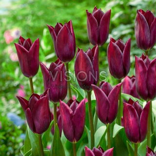 Tulipan Indeland - GIGA paczka! - 250 cebulek
