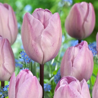 Tulipan Jacuzzi - GIGA paczka! - 250 cebulek