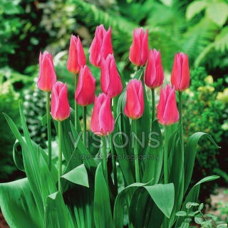 Tulipan Lilyrosa - 5 cebulek