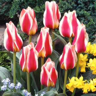 Tulipan Mary Ann - 5 cebulek