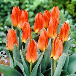 Tulipan Orange Glow - 5 cebulek
