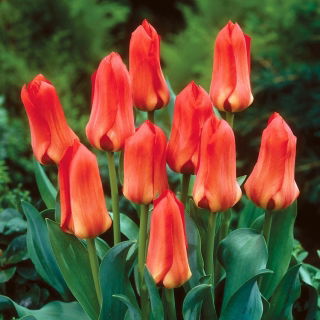 Tulipan Oriental Beauty - 5 cebulek