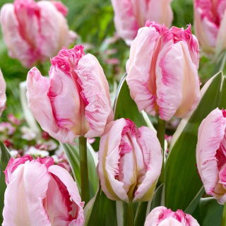 Tulipan Parrot Pinkvision - 5 cebulek