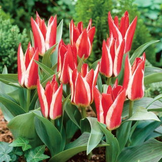 Tulipan Pinocchio - GIGA paczka! - 250 cebulek