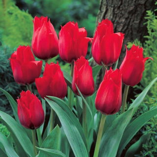Tulipan Princesse Charmante - 5 cebulek