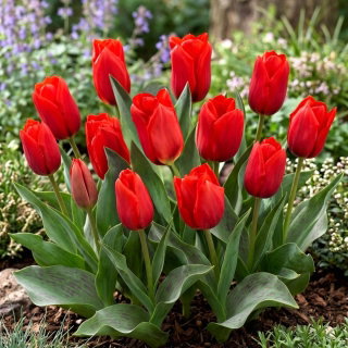 Tulipan Princesse Charmante - 5 cebulek