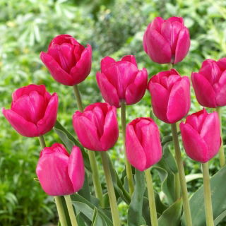Tulipan Purk - 5 cebulek