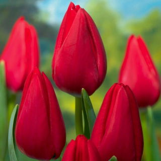 Tulipan Red Rover - 5 cebulek