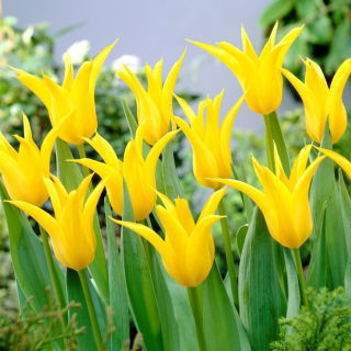 Tulipan Schiedam - 5 cebulek