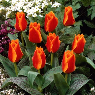 Tulipan Sun Dance - GIGA paczka! - 250 cebulek