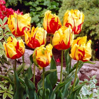Tulipan Texas Flame - 5 cebulek