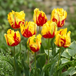 Tulipan Texas Flame - 5 cebulek
