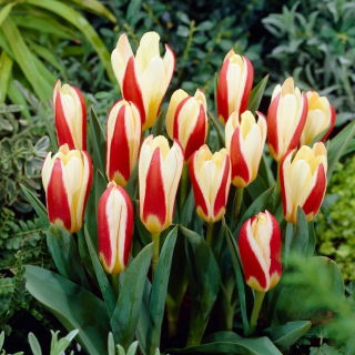 Tulipan The First - 5 cebulek
