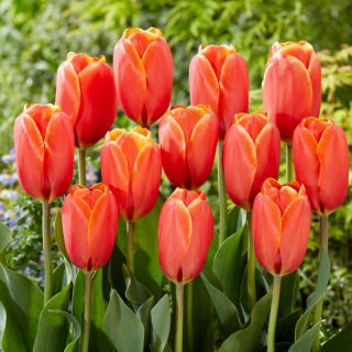 Tulipan Triple A - 5 cebulek