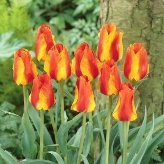 Tulipan United States - 5 cebulek