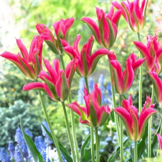 Tulipan Virichic - 5 cebulek