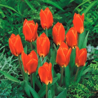 Tulipan Princess Household - GIGA paczka! - 250 cebulek