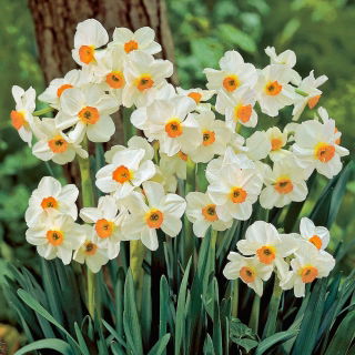 Narcyz Geranium - GIGA paczka! - 250 cebulek