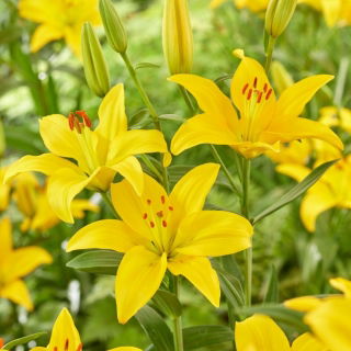 Lilia azjatycka - Rapid Yellow - duża paczka! - 10 cebul