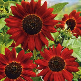 Słonecznik ozdobny Velvet Queen - na kwiat cięty, na dopłaty - 1 kg