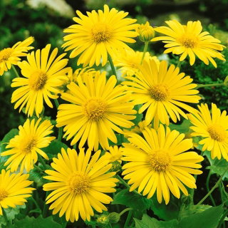 Omieg kaukaski Medaillon d’Or - 110 nasion