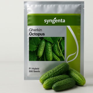 Ogórek gruntowy Octopus F1 500 nasion - Syngenta