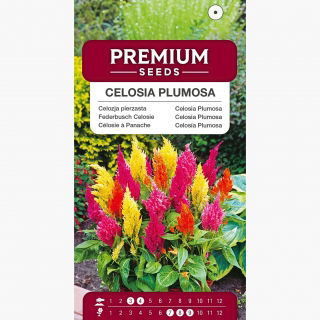 Celozja pierzasta - 800 nasion