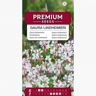 Gaura - Gaura lindheimeri - 30 nasion