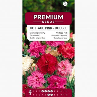 Goździk pierzasty pełny - mieszanka