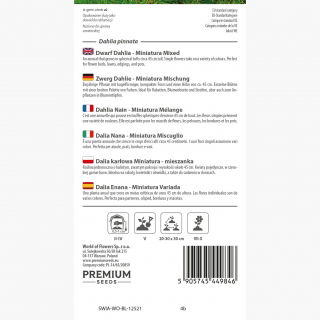 Dalia karłowa Miniatura - mieszanka