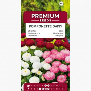 Stokrotka pomponette - 690 nasion
