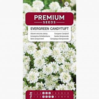 Ubiorek wieczniezielony - 125 nasion