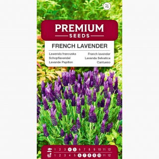 Lawenda francuska - 37 nasion