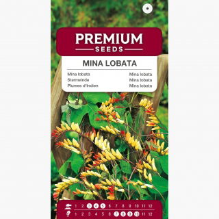 Mina - Mina lobata - 6 nasion
