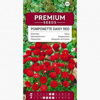Stokrotka pomponette - czerwona - 690 nasion