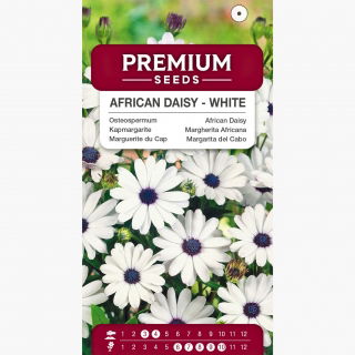 Osteospermum białe - 35 nasion