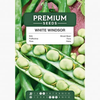 Bób - White Windsor