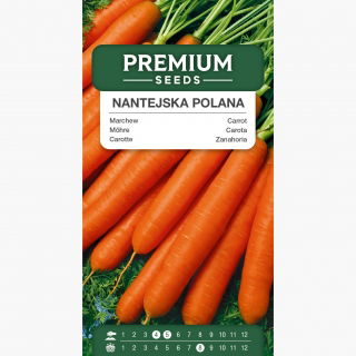 Marchew Nantejska Polana - średnio wczesna - 5100 nasion