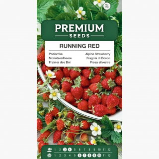 Poziomka Running Red - obficie owocująca, pędy do 1,5 metra