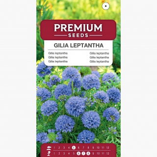 Gilia leptantha - imponujące, duże kwiaty