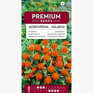 Gomfrena - łososiowa - idealna do suszenia