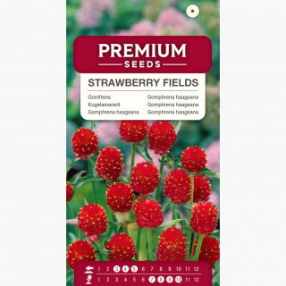 Gomfrena - Strawberry Fields - idealna do suszenia