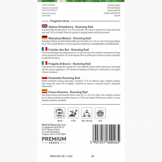 Poziomka Running Red - obficie owocująca, pędy do 1,5 metra