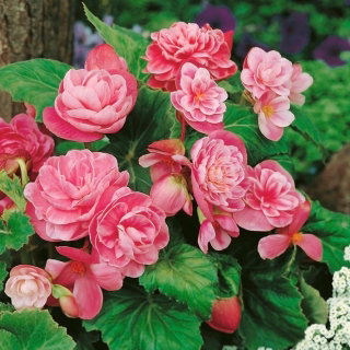 Begonia - Camellia - różowo-biała - GIGA paczka! - 100 szt.