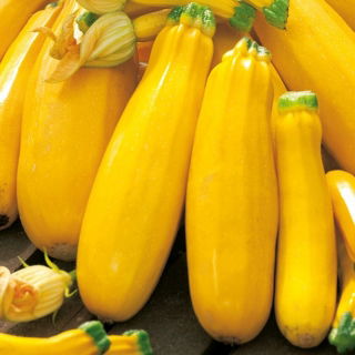 Cukinia Goldena - 100 gram