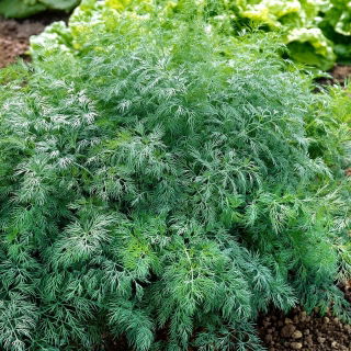 Koper ogrodowy Monarch - po ścięciu odrasta - 100 gram