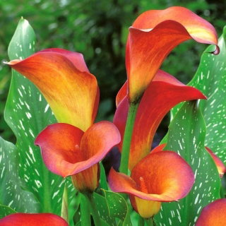 Calla Flame - duża paczka! - 10 cebulek