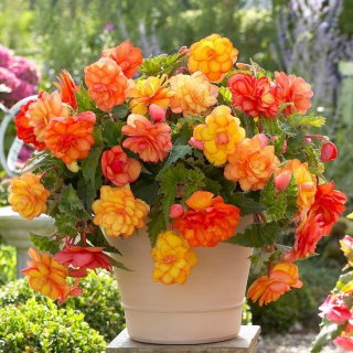 Begonia - Golden Balcony - kwiaty o ciepłych odcieniach - GIGA paczka! - 100 szt.