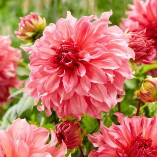 Dalia - Islander - GIGA paczka! - 50 szt.