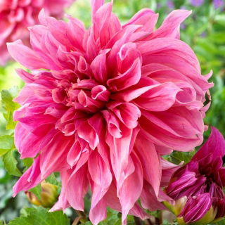 Dalia - Myrtle's Folly - GIGA paczka! - 50 szt.